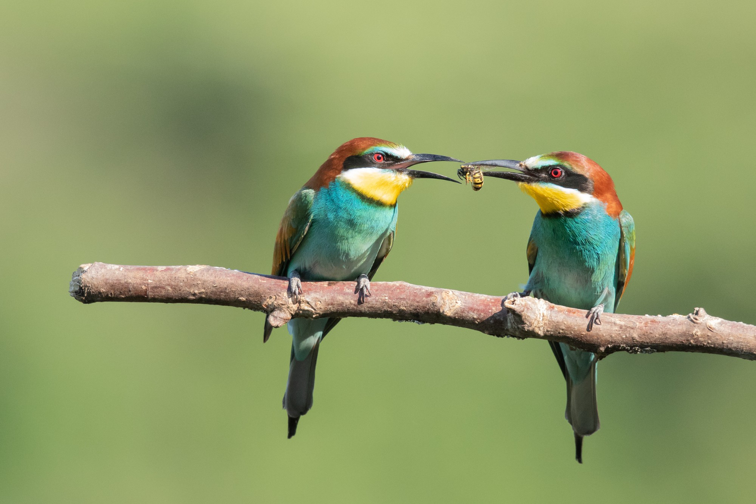 Fish & Birds